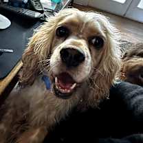 Thumbnail photo of Milton - Adoption Pending #3