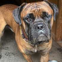 adopt-pet