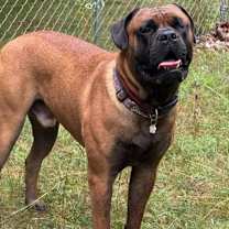 Thumbnail photo of Ollie #2