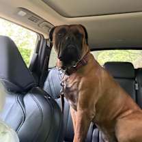 Thumbnail photo of Ollie #3