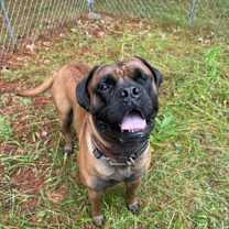 Thumbnail photo of Ollie #4