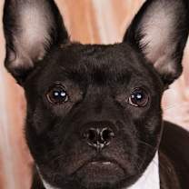 adopt-pet