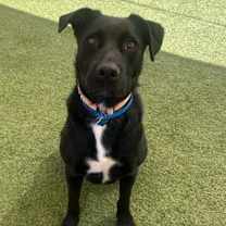 adopt-pet