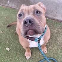 adopt-pet