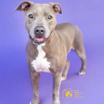 Thumbnail photo of Duchess #1