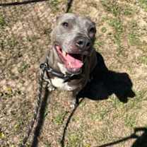 Thumbnail photo of Duchess #3