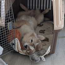 adopt-pet
