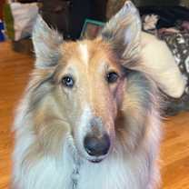 Thumbnail photo of Calie #2