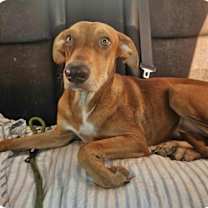 Thumbnail photo of Rusty #1