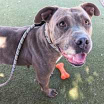 adopt-pet
