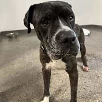 adopt-pet