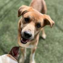 adopt-pet