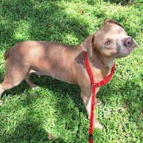 Thumbnail photo of Juliet #3