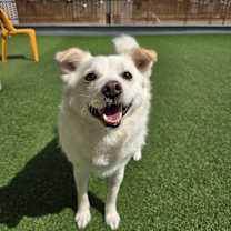 adopt-pet