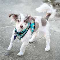 Thumbnail photo of *Bamboo Plant #2