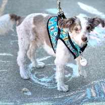 Thumbnail photo of *Bamboo Plant #3