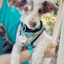 Thumbnail photo of *Bamboo Plant #4