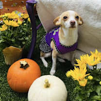 adopt-pet