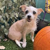 adopt-pet