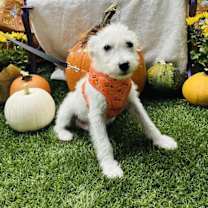 adopt-pet