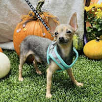 adopt-pet