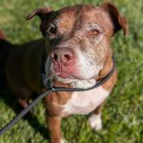 Thumbnail photo of Callie #3