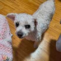 Thumbnail photo of Emmy #3