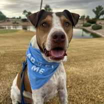 adopt-pet