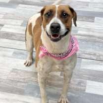 Thumbnail photo of Sorbet #2