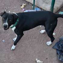 adopt-pet