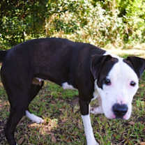 Thumbnail photo of Sterling #2