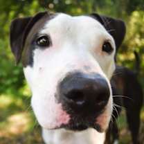 Thumbnail photo of Sterling #3