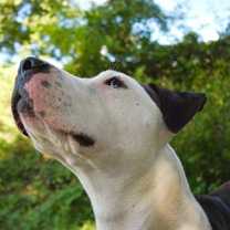 Thumbnail photo of Sterling #4