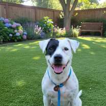 Thumbnail photo of Scootie #1