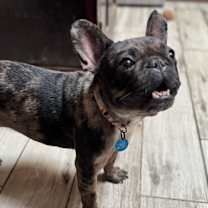 adopt-pet