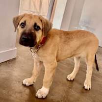 adopt-pet