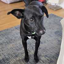 Thumbnail photo of Wilbur 2 #1