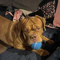 adopt-pet