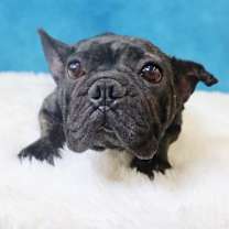 Thumbnail photo of Lola #3