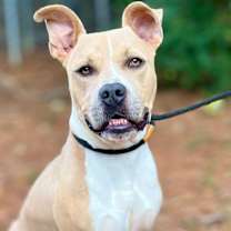 Thumbnail photo of Linus #2