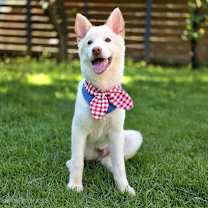adopt-pet