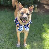 adopt-pet