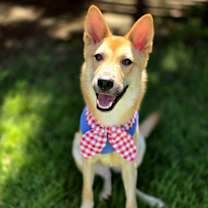 adopt-pet