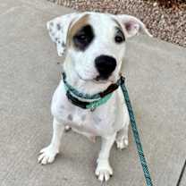 adopt-pet
