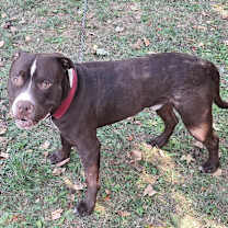 Thumbnail photo of Champ  #2