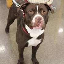 Thumbnail photo of Champ  #4