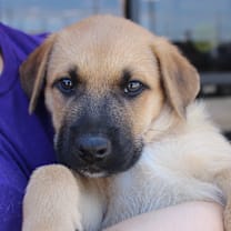 Thumbnail photo of Arlo #4