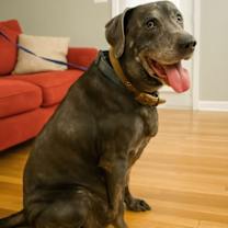 Thumbnail photo of Root Beer *Home for the Holidays 1/2 price!. #1