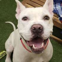 adopt-pet