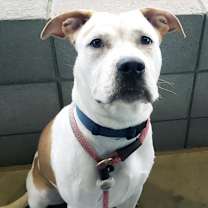 adopt-pet